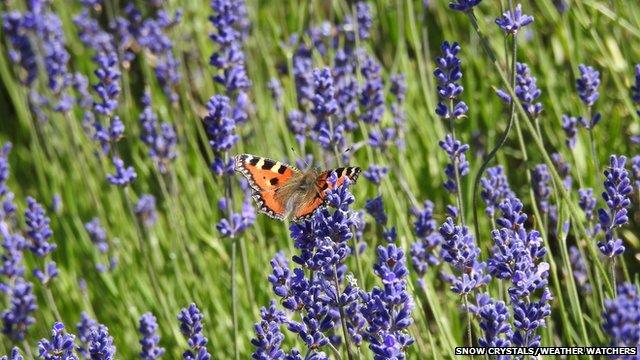Orange butterfly on purple flowers