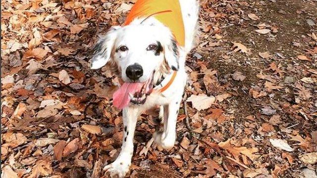 Pete surrounded by brown leaves in the woods.