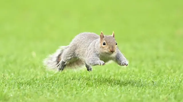 Squirrel at Hull v Norwich