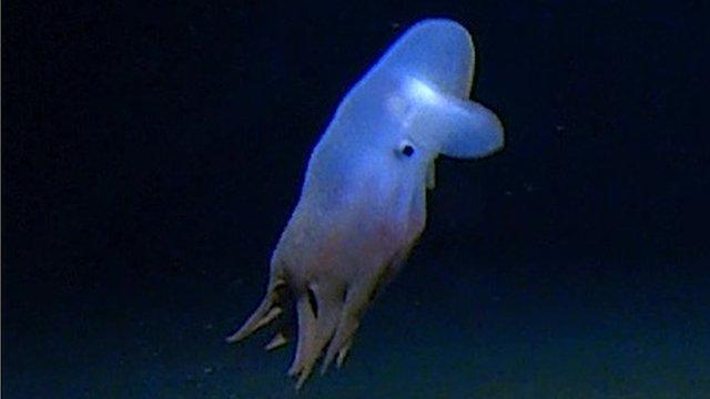 Dumbo octopus