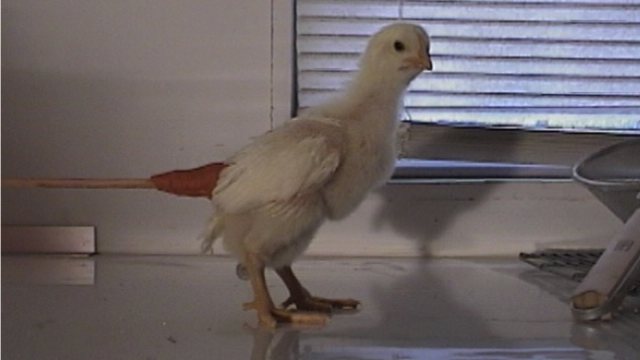 chicken with an artificial tail