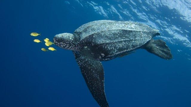 Leatherback turtle