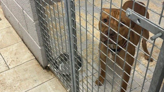 A sad looking sandy coloured dog in a pen. It is short-haired and has a wrinkly face. There is a bowl of water next to it.