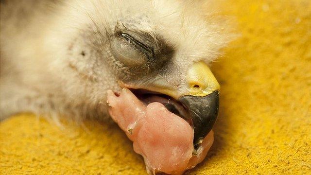 Yellow-billed kite chick, Beaky