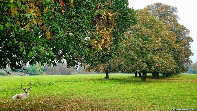 A deer rests underneath an autumnal tree in Hampton Court Park