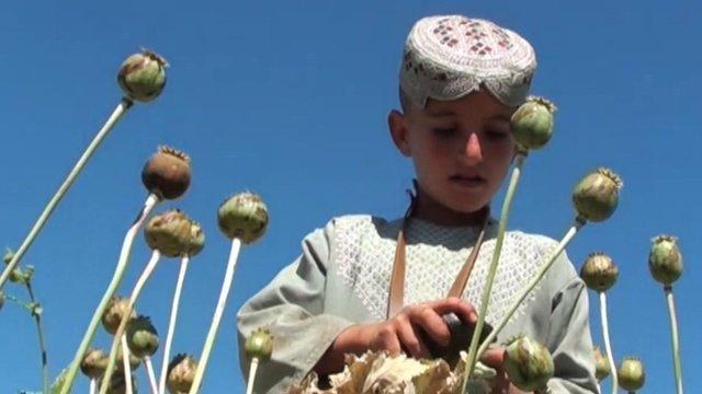 Opium cultivation in Afghanistan