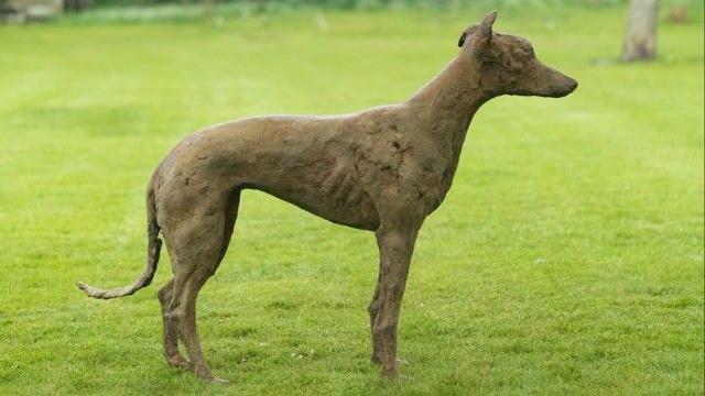 Bronze dog statue