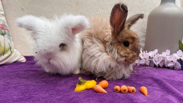 One white rabbit and one light brown rabbit eating carrots and a yellow pepper