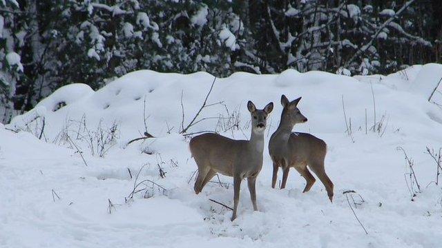 Roe deer near Chernobyl nuclear power plant (c) Tatyana Deryabina