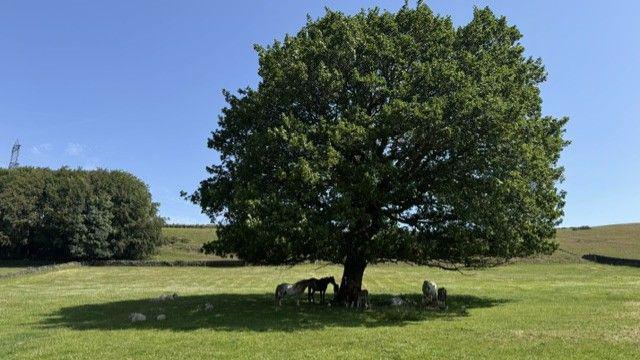 An extensive grassy field with a large tree that casts shade around its base. Horses and sheep can be seen resting in the shade.