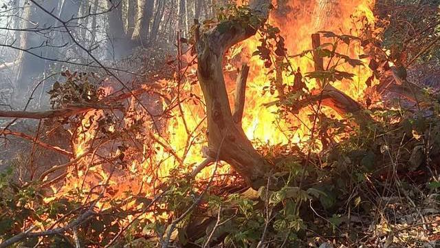 Bestwood Country Park fire. An area of trees and undergrowth can be seen on fire