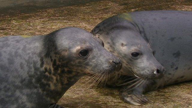 Twin seal pups 'a world first'