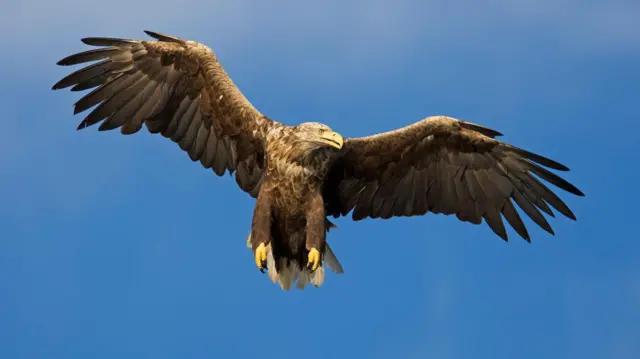 White-tailed Sea Eagle