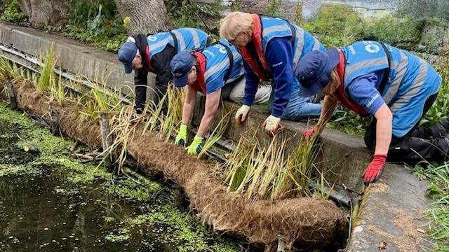 Four people in blue tabards installing one of the coir rolls on the water's edge with the light green stems of reeds sticking out of them  