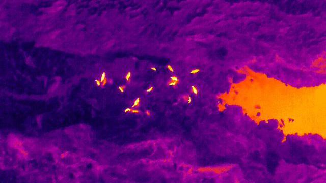 A purple and orange thermal drone image taken of the Calf of Man. There is a cluster of seal in the middle of it, which show up as glowing orange dots.