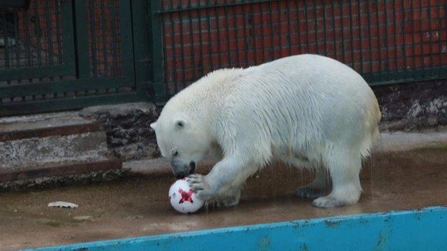 Nika the polar bear