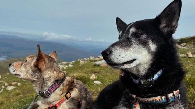 Carver and Roo looking off camera on top of a hill with grass and rocky terrain in the background. Both animals are huskies. Carver, on the left, is tan coloured and is wearing an orange harness and a pink/purple collar. Roo is black with a white face and white patches on his body. He is wearing a blue collar and a multi coloured harness with a tree design on it.