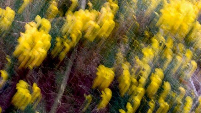 A blurred image of yellow flowers and heather