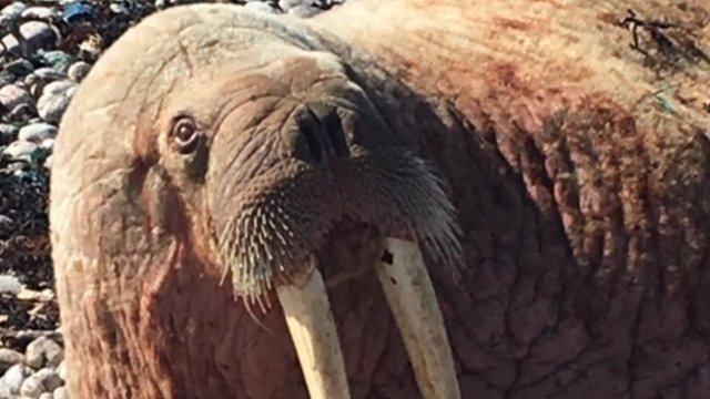 Walrus at Kinlochbervie