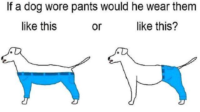 Dog wearing pants