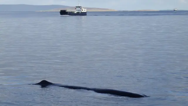 A 50ft sperm whale found its way in Kirkwall Bay in Orkney in 2011