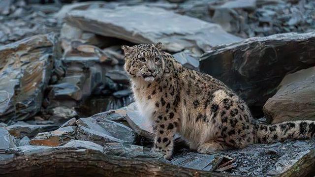 Snow leopard perched, surrounded by rocks