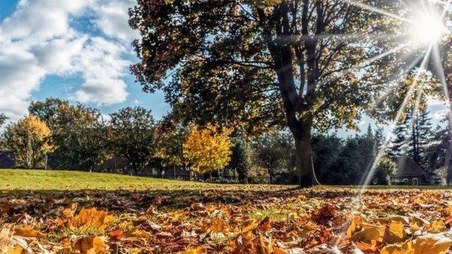 Sun shining through the leaves of a tree. Blue sky with white fluffy clouds. Yellow and brown leaves on the ground