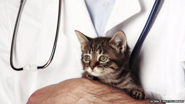 A kitten in a vet's arms