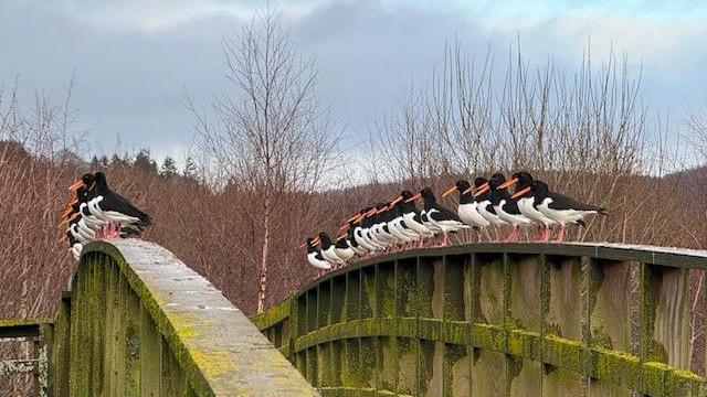 Oystercatchers on either side of a wooden footbridge over the River Don. There are several birds. All are facing away from the camera. They are all black and white with orange beaks. They are all standing on the bridge which is brown but covered in moss and yellow algae.