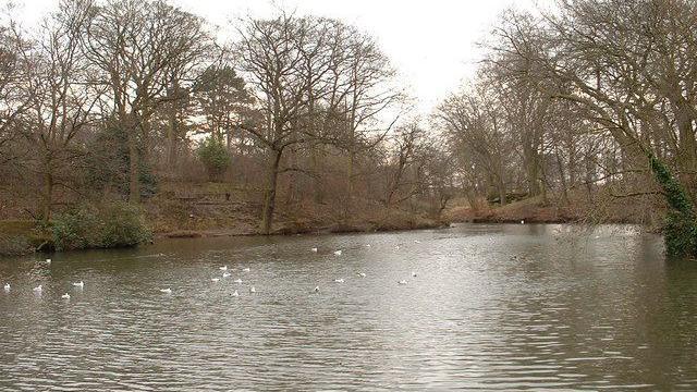 Seagulls sit on Serpentine Lake at Moor Park, with bare trees seen hanging over each side of the lake. 