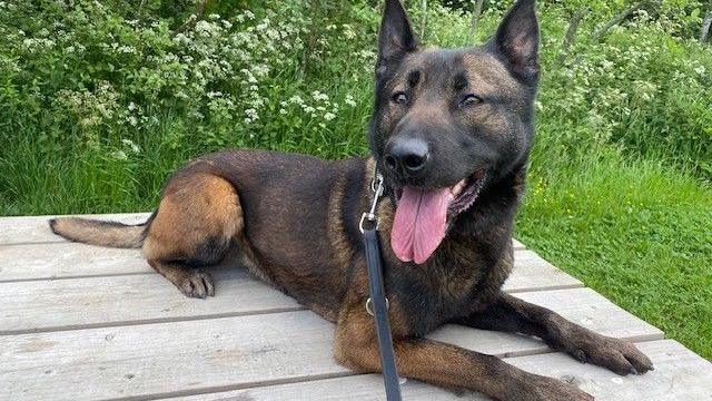 A police dog with its tongue out