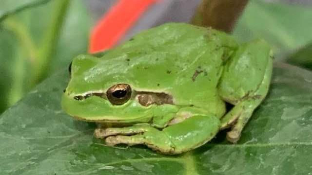 A green European tree frog sitting on a leaf