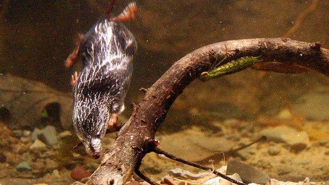 water-shrew-diving