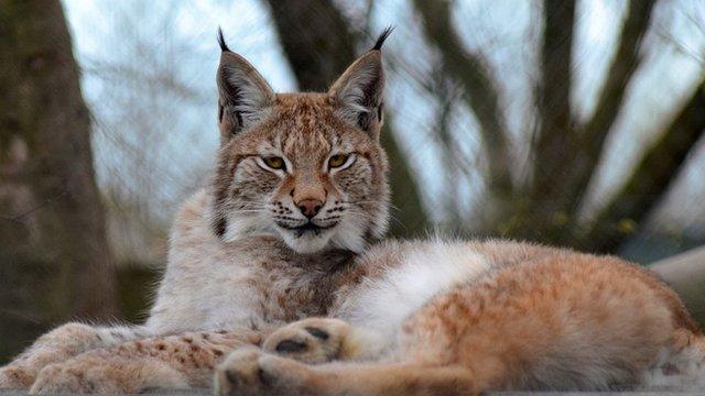 Missing lynx