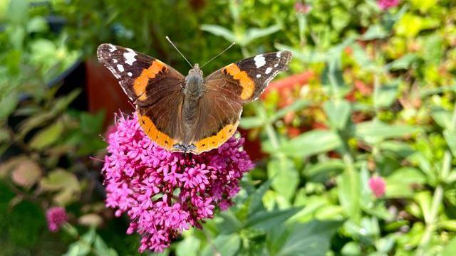 A red admiral butterfly on red valerian. Greenery can also be seen. It's a sunny day.