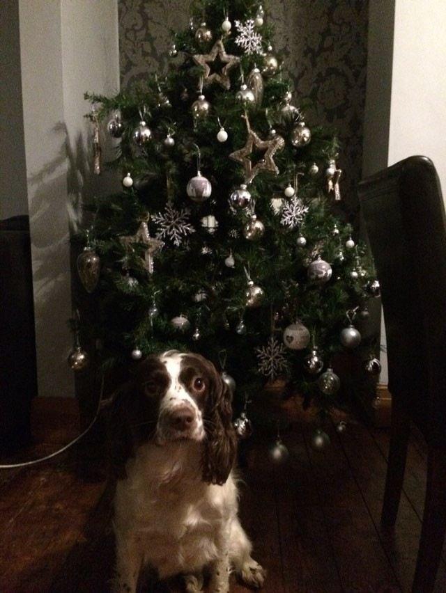 A dog and a Christmas tree