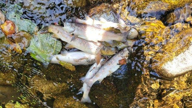 Dead fish lying in a river. Fish lying on the rock with white underbellies and grey fins.