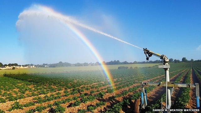 Rainbow produced from sprinklers in a field