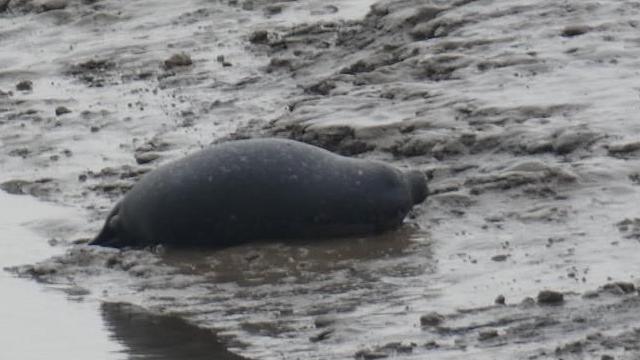 Large black seal in shallow sea which looks muddy.