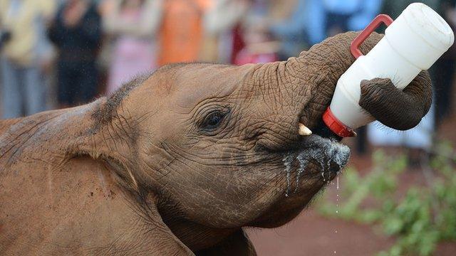 Kenyan elephant calf