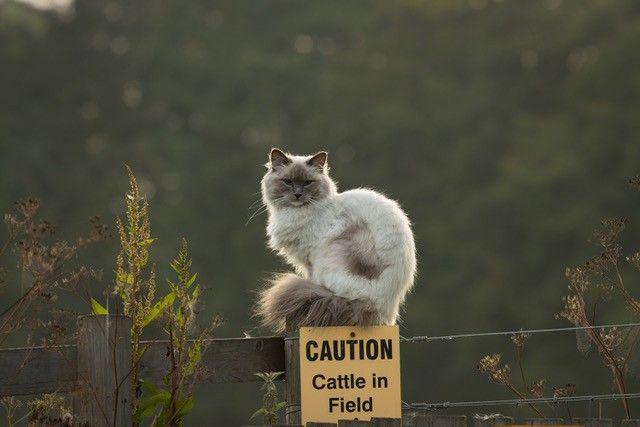 A white cat with grey tail, sitting on the fence post of a farm with a sign reading "Cation cattle in field"