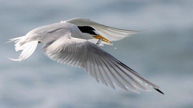 Roseate tern in flight