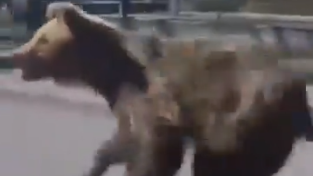 A brown bear runs along a road