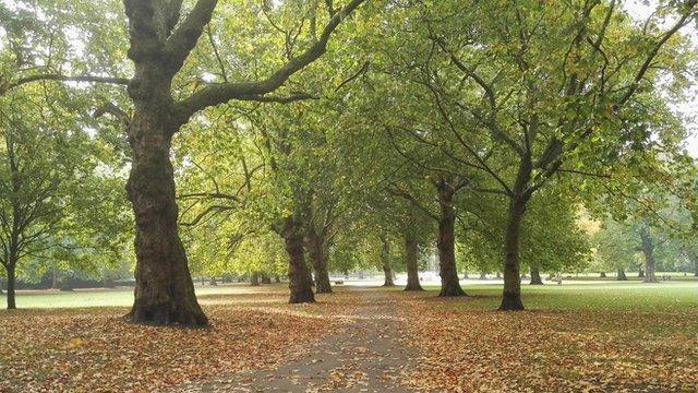 Hazy sunshine filters through the autumn leaves in Bermondsey