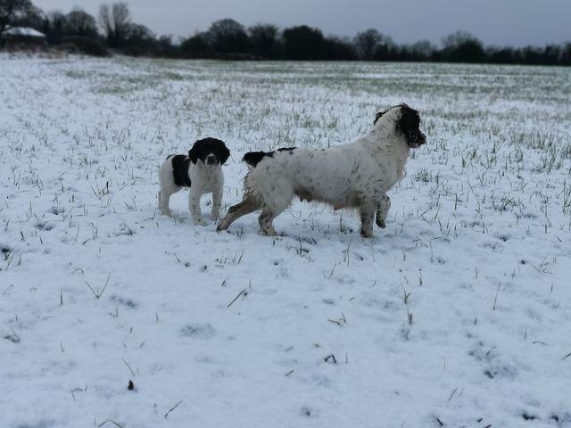 early morning snowfall