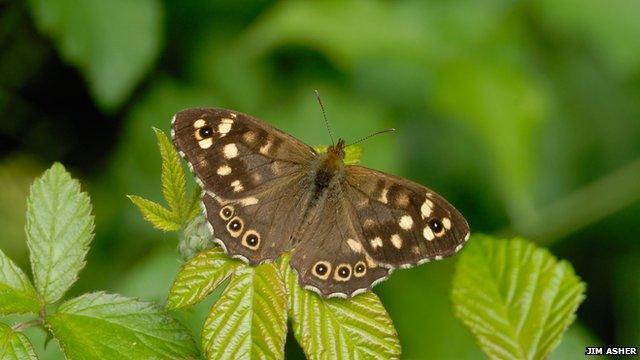 speckled wood butterfly