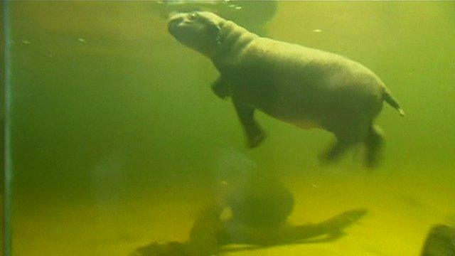 pygmy hippopotamus