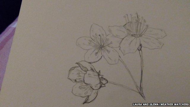 Sketch of flowers
