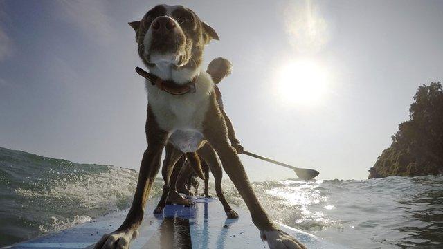 A dog on a surfboard with his owner