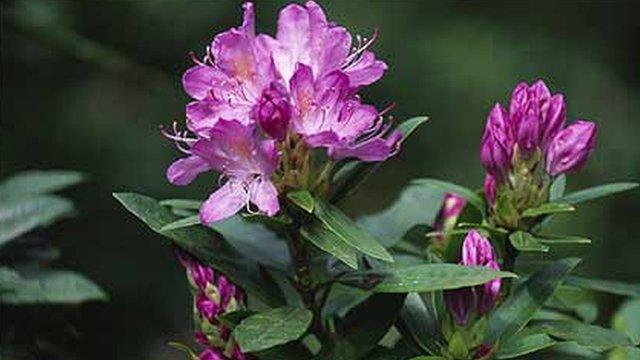 rhodedendron